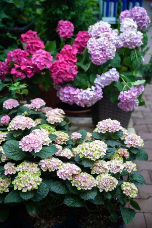 Contact About Hydrangea Planting