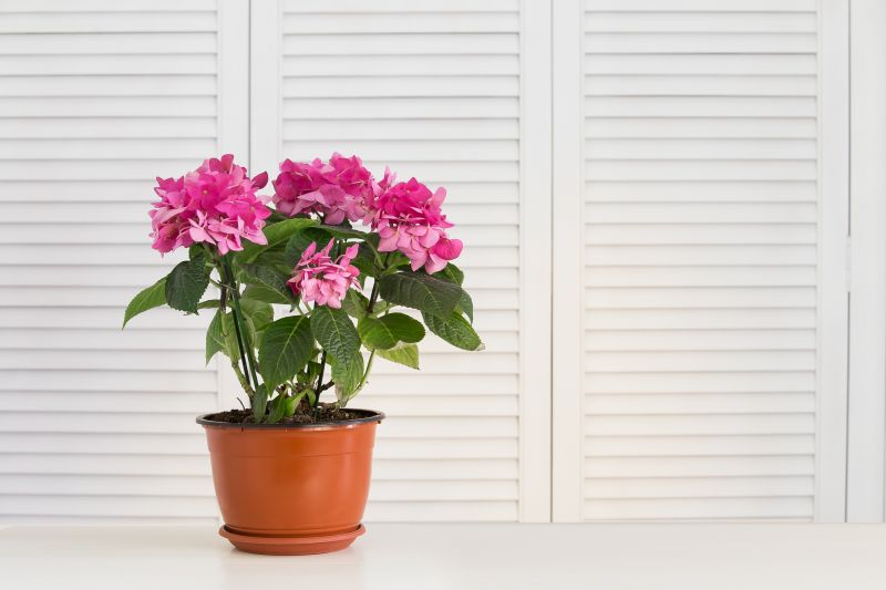 Hydrangea Planting