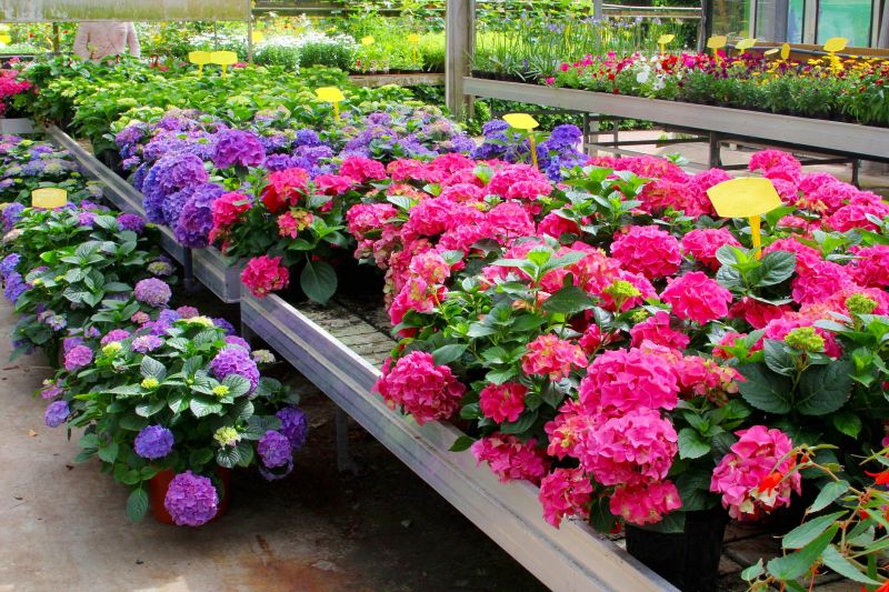 Hydrangea Planting Costs — Cost of Hydrangea Planting