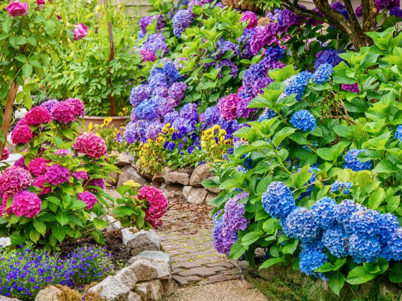 Hydrangea Planting Costs — Cost of Hydrangea Planting