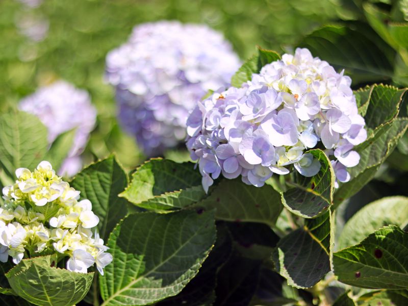 Hydrangea Planting