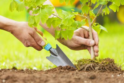 Pear Tree Planting in Ventura County, CA