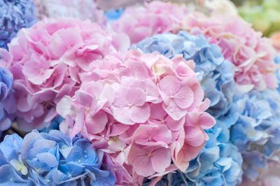 Beautiful Blooming Flowers!
