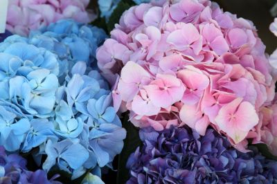 Variety of Colors!